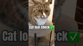 Cat loaf check  #cute #cat #catloaf #pets #cats #cutecat #cutecats #loafcheck