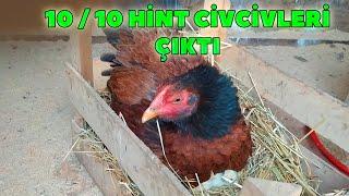 Gurk tavuğun civcivleri 2 gün erken cıktı /  10da 10 çıkan hint civcivleri