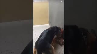 Pitbull puppy with gsd dog real fight #shorts #fight #trending #viral