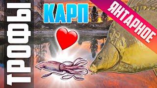 Russian Fishing 4 - RF4 | TROPHY FRAME-SIDED CARP AND... | The Amber Lake