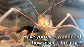 How do insects breathe?