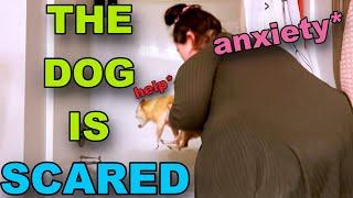 Amberlynn Reid Tortures Her Own Dog [insane]