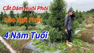 Đào Tết - Đào ngũ phúc 4 năm vẫn nuôi phôi - Vườn Nhà Bon (p96)#daotet #vuonnhabon