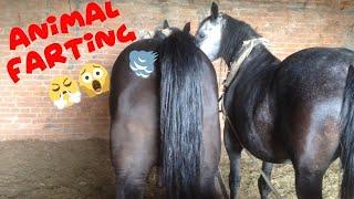  Try to Close your nose  Funny Animal Farting Compilation!!