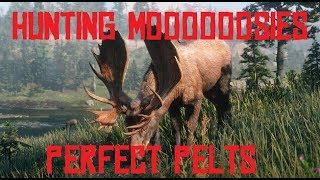 RDR2 - HUNTING MOOSE! HOW TO GET PERFECT MOOSE PELTS! Red Dead Redemption 2