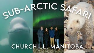 Polar Bears, Beluga Whales and Northern Lights in Churchill, Manitoba, Canada