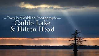 Caddo Lake and Hilton Head - Travels and Wildlife Photography