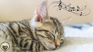 528 Hz Soothing Music for Cats to Relieve Stress and Anxiety (with cat purring sounds)