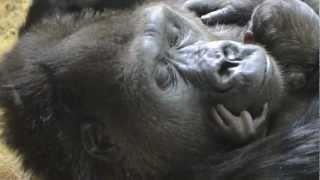 Baby Gorilla Bonding at Lincoln Park Zoo