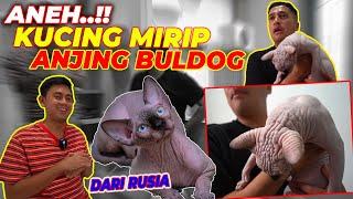 SATU-SATUNYA DI INDONESIA..! ORANG INI DATENGIN KUCING SPHYNX LANGSUNG DARI RUSIA