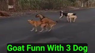 Goat and Dog mating live viral video, Don't Miss Must Watch #tiktokfunnystuff #funnyvideos