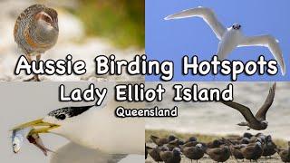 Aussie Birding Hotspots - Lady Elliot Island