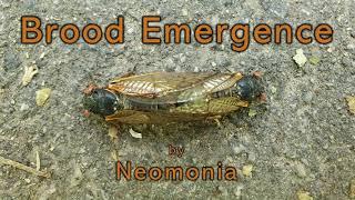 NEOMONIA - Brood Emergence