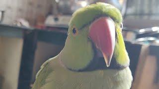 Parrot talk to humans asking for meal|| mere parrot ka Pankh waps aa Gaya