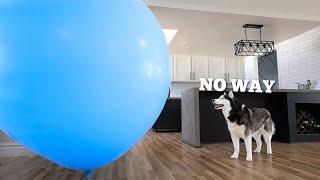 Dog Surprised with GIANT Balloon For 9th Birthday!