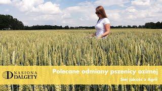 Polecane odmiany zbóż ozimych Nasiona Dalgety. SIEJ JAKOŚĆ | Agrii Polska