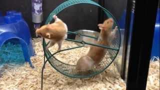 Hamster Wheel