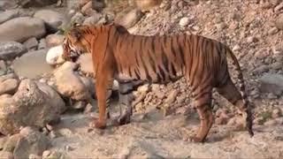 Tiger tours in corbett - Corbett The Grand