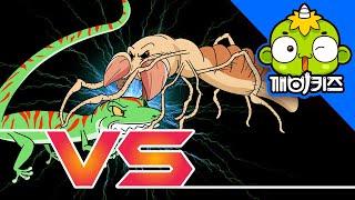 낙타거미 vs 도마뱀붙이 | 동물배틀 | 동물만화 | 깨비키즈 KEBIKIDS