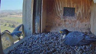 FalconCam Project: Diamond Struggles in Mighty Wind 🪁 to Return to Nest Box ‍ 2024 Sep 2