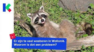 Te veel wasberen in Wallonië