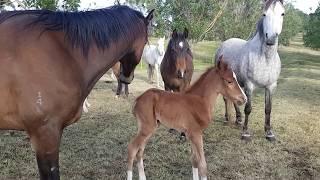 134ll Orphan Foal Finds A New Mum, Australian Brumby challenge - Lara Beth