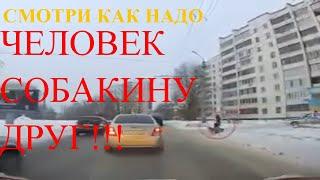 Человек собаке друг? Гаишник перевел собаку | много позитива