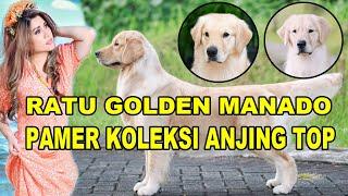 Ratu Golden Manado Pamer Koleksi Anjing Top - The Great Golden Kennel