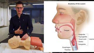 What is external laryngeal manipulation