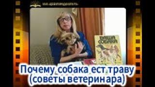 Почему собака ест траву (советы ветеринара)