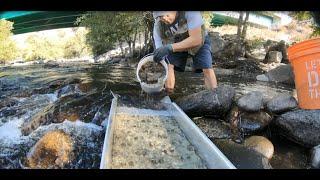 Under the Bridge - Gold Prospecting in Kern River (Ep. 22)