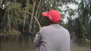 TAMBAQUI NA VARA DE BAMBU, AMAZONIA