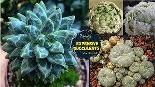 7 Most Expensive Succulents in the World | succulent plants