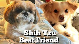 3 Year Old Shih Tzu Daily Life Routine