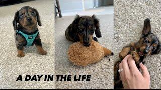 A day in the life of a miniature dachshund!