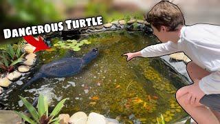 Saving my Fish From DANGEROUS TURTLES! (Catching Them Out)