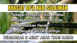 Pengusir Tikus Dan Hewan Buas Berbisa Masuk Dalam Rumah || Doa Nabi Sulaiman