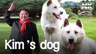 Pungsan dog, the national dog of North Korea