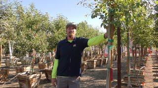 Trees of Fall: Arizona Ash