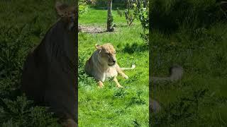 The big cat habitat at Blackpool Zoo #blackpoolzoo