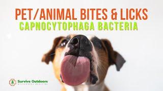 Will Dog Licks Get you Sick ? - Capnocytophaga