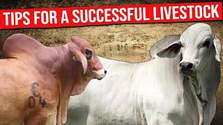  RAISING BRAHMAN CATTLE TIPS FOR A SUCCESSFUL LIVESTOCK FARMING Biggest Bulls And Cow