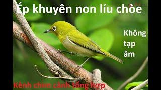 Video ép khuyên non líu chòe hay nhất-không tạp âm-tặng file mp3 cho ae cần #kenhchimcanhtonghop