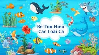 Bé Học Các Loài Cá| Tổng hợp 40 loài cá biển và cá nước ngọt| Song ngữ Anh - Việt| Cá Mập, Cá Hề