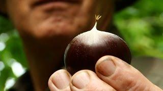 A Low Tech Organic Chestnut Farmer