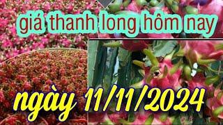 giá thanh long hôm nay ngày 11/11/2024