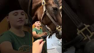 Horse ASMR 