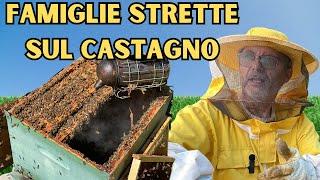 FAMIGLIE STRETTE SUL CASTAGNO: COME STA PROCEDENDO APICOLTURA 2024