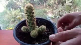 How to grow cactus from cutting  Mammillaria elongata 'Copper King'