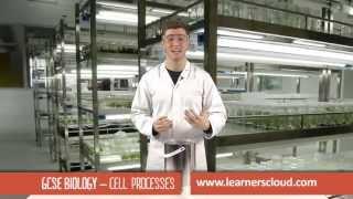 Cell processes: GCSE Biology